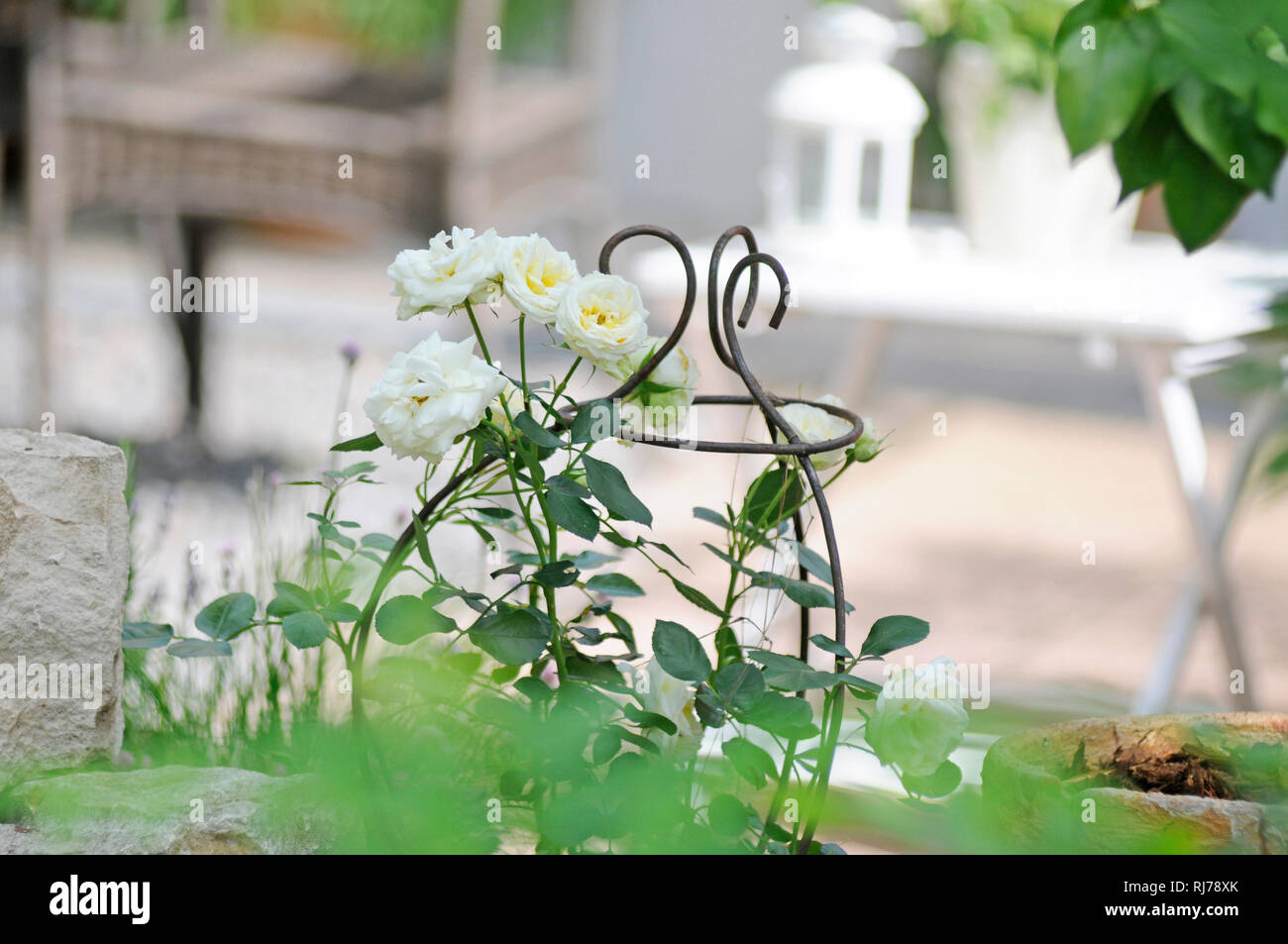 Terrassendeko in Weiß- und Grüntönen, weiße Rosen, Rankgitter, Hintergrund unscharf Stockfoto
