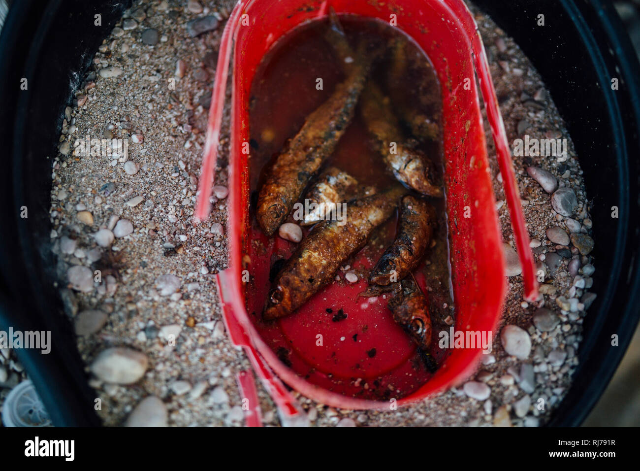 Verschmutzung der Meere, gebratene Fische in Angespültem Eimer Stockfoto