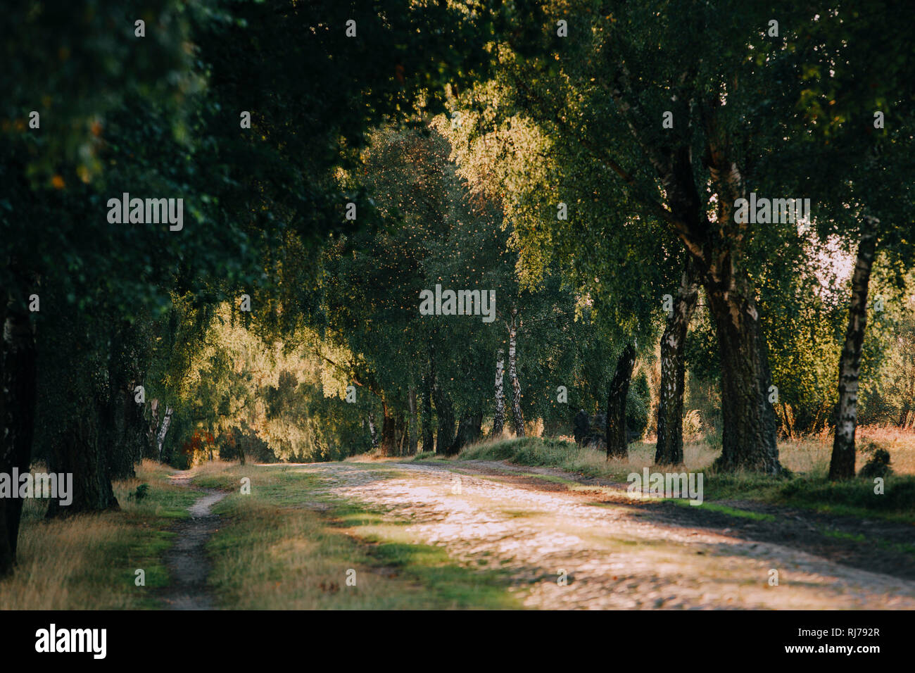 Weg in der Lüneburger Heide, Deutschland Stockfoto