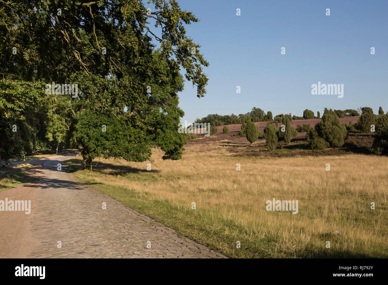 Weg in der Lüneburger Heide, Deutschland Stockfoto