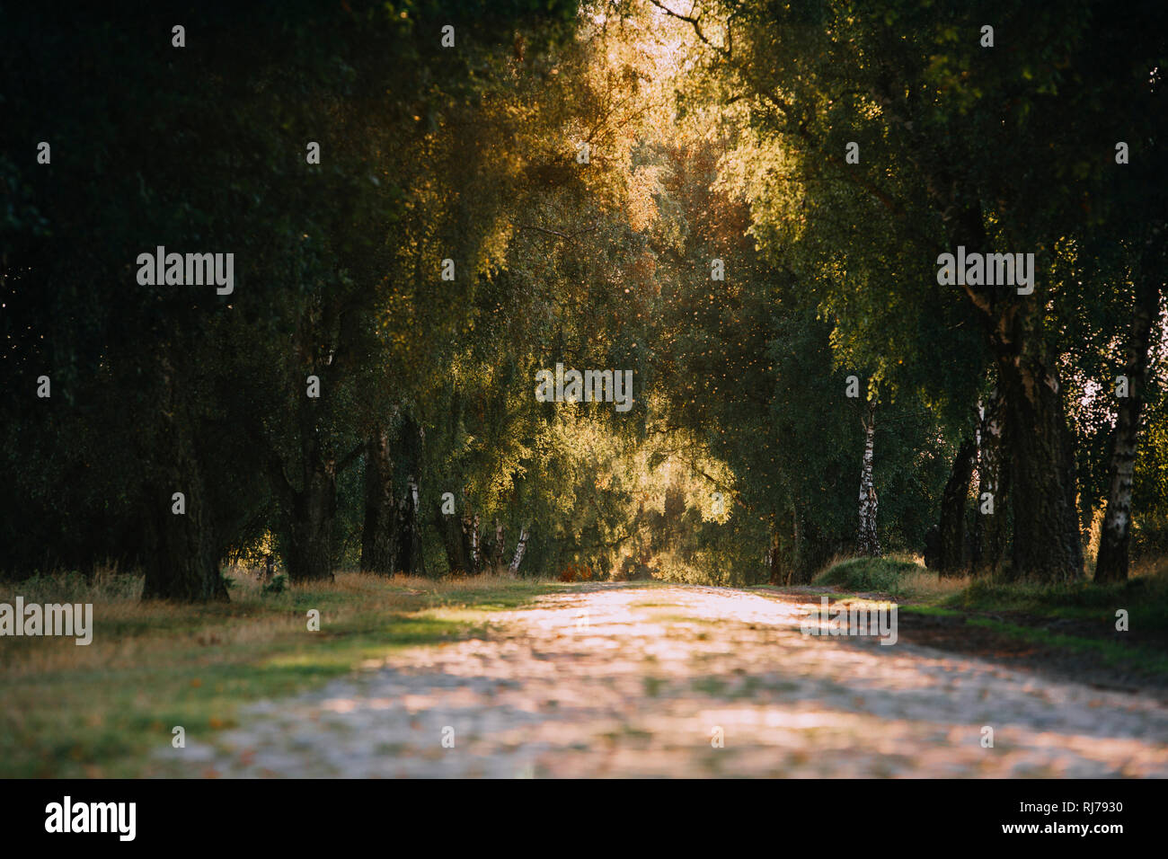 Weg in der Lüneburger Heide, Deutschland Stockfoto