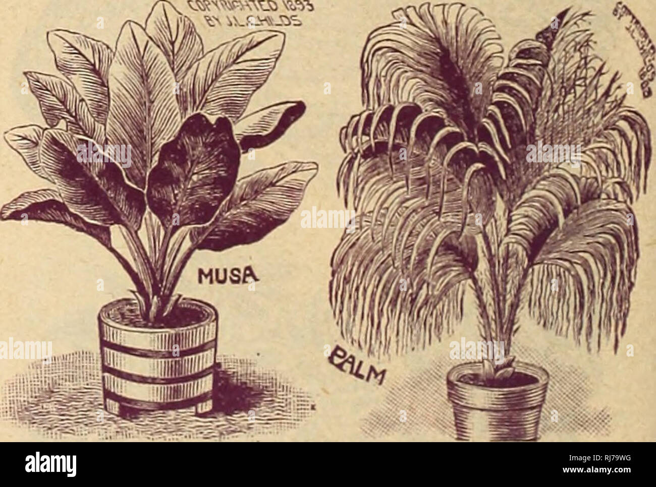 . Childs' seltene Blumen, Gemüse & Amp; Früchte für 1894. Verkaufskataloge Samen; Baumschulen (Gartenbau) Kataloge; Samen; Blumen Kataloge Kataloge Kataloge; Gemüse; Obstbäume Kataloge; John Lewis Childs (Firma); kommerzielle Kataloge; Baumschulen (Gartenbau); Samen; Blumen; Gemüse; Obstbäume. Ge^apUnp. ery leicht aus Samen gezogen und wenn früh damit begonnen hat, wird der nächste Sommer und Herbst blühen. Sämling Werk sind immer gesund. Zonale. Wahl gemischt, von fein sortiert 10 Zonale. Zusätzliche Auswahl, Gemischt, vom Feinsten neue Sorten. 20 Apple duftend. Sehr herrlich duftenden Blätter 15 Rückwärtigen Stockfoto