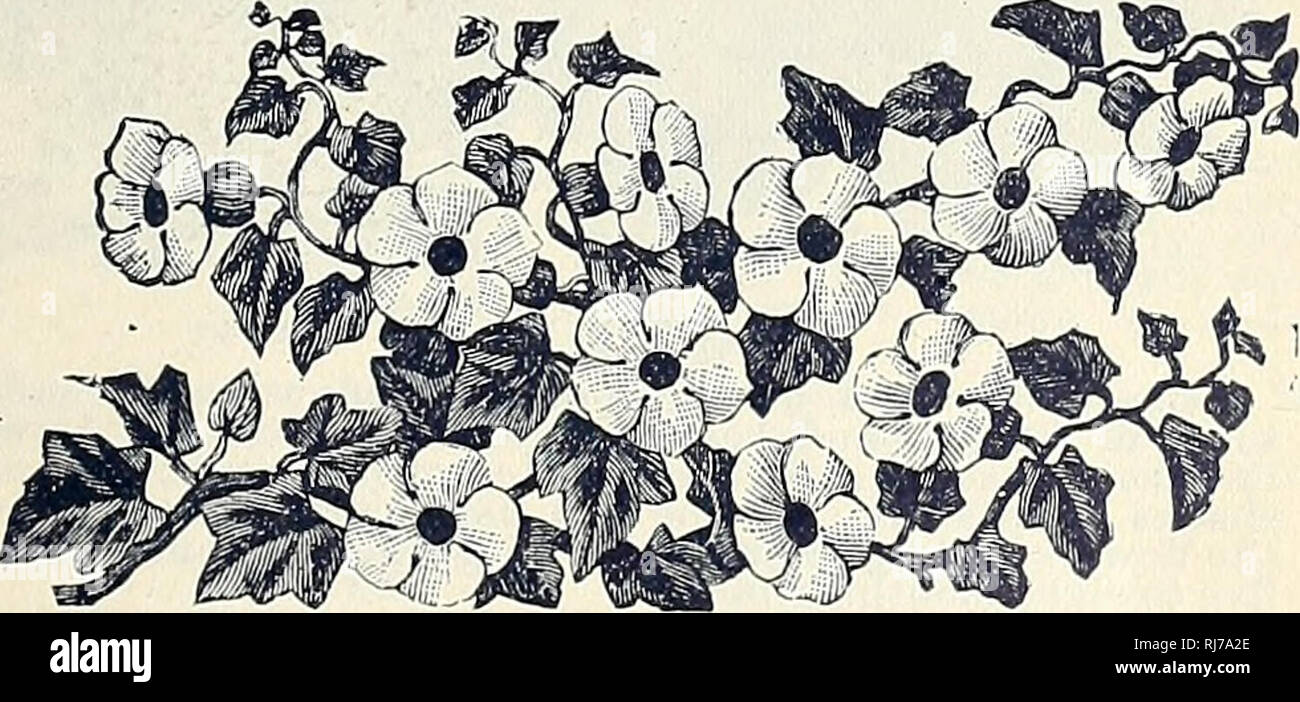 . Childs' seltene Blumen, Gemüse und Obst. Verkaufskataloge Samen; Baumschulen (Gartenbau) Kataloge; Samen; Blumen Kataloge Kataloge Kataloge; Gemüse; Obstbäume Kataloge; John Lewis Childs (Firma); kommerzielle Kataloge; Baumschulen (Gartenbau); Samen; Blumen; Gemüse; Obstbäume. BX J.L. CNIL 0&amp;. Mott^ ordica. Eine schlanke Rebe des moderaten Wachstums, mit schönen hellgelben Blüten, und protzig, neugierig Früchte matt orange aiid grüne Farbe, die, wenn sie reif sind, platzen geöffnet und zeigt eine helle Carmine center. Es ist sehr dekorative, sogar noch mehr als ein Kürbis. Charantina oder Balsam P Stockfoto