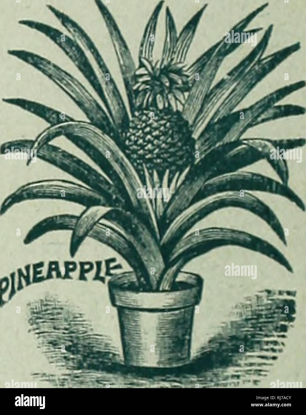 . Childs' seltene Blumen, Gemüse und Obst, 1900: 25-jähriges Bestehen. Verkaufskataloge Samen; Baumschulen (Gartenbau) Kataloge; Samen; Blumen Kataloge Kataloge Kataloge; Gemüse; Obstbäume Kataloge; John Lewis Childs (Firma); kommerzielle Kataloge; Baumschulen (Gartenbau); Samen; Blumen; Gemüse; Obstbäume. l Otatjeite O^a^ge. Die meisten einzigartigen TOPFPFLANZE IN DEN ANBAU. Eine extra feine Topfpflanze, mit glänzender grüne Blätter, die ich Rue duftenden orangen Blüten und reichlich wenig hellen orangen, die auf dem kleinen Busch wie Kugeln aus Gold für sechs Monate, nachdem sie reif sind. Sie werden Stockfoto