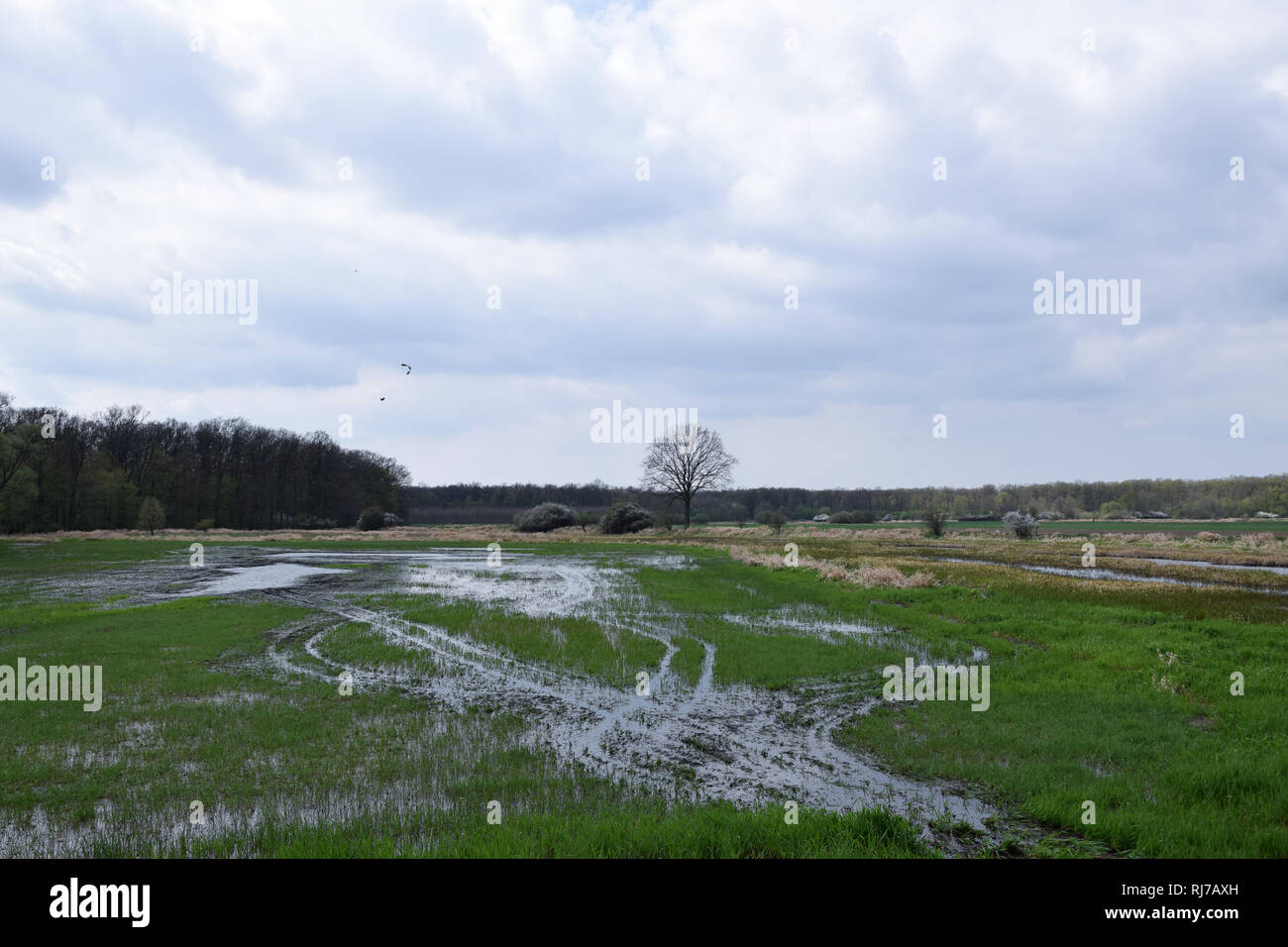 Überschwemmte Feld auf 'Grady odrzanskie' - Odra River in der Nähe von Breslau. Natur Schutzgebiete "Natura 2000". Dolnoslaskie, Polen. Stockfoto
