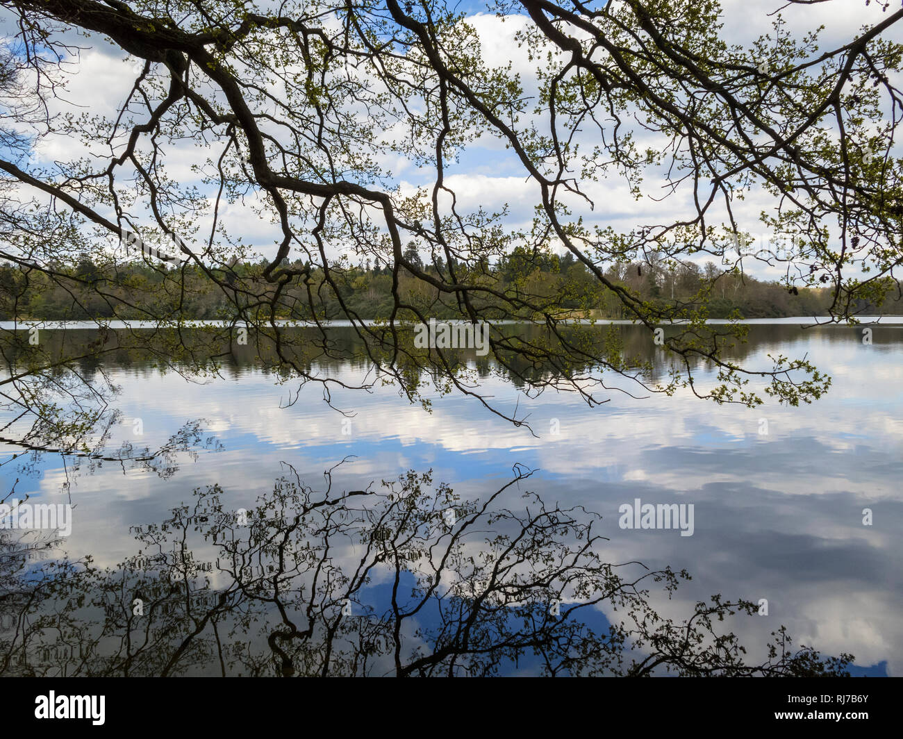 Blick durch die Bäume am Ufer des Virginia Water Lake und Wolken im See, Berkshire, Südosten, England, Grossbritannien, an einem Frühlingstag im April Stockfoto