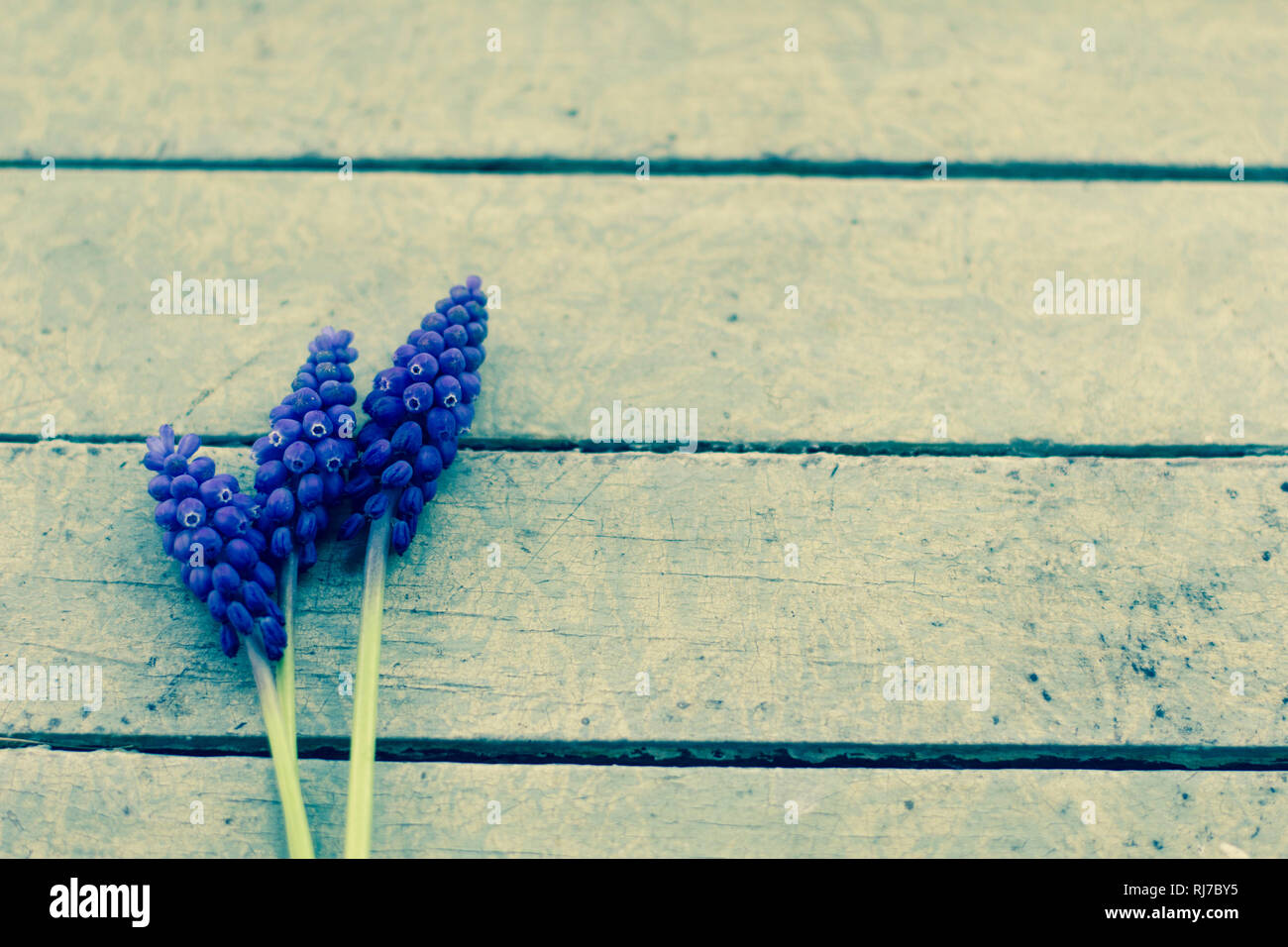 Drei Sky der Traubenhyazinthe liegen auf einem Holzbrett, Stockfoto