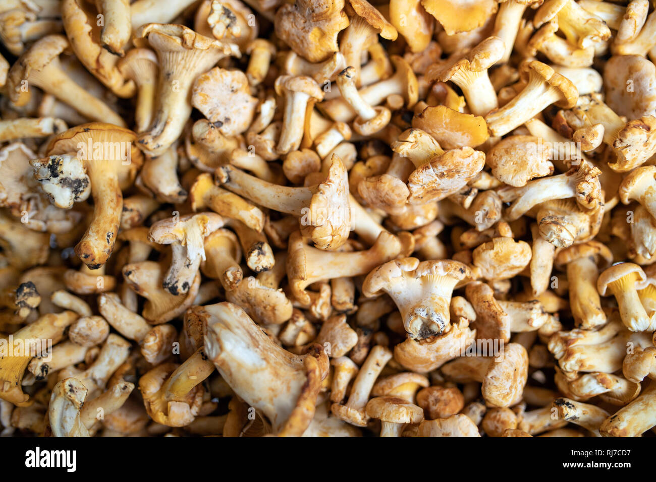 Hintergrund von frischen und organischen Ganzen Pilze, Nahaufnahme Stockfoto