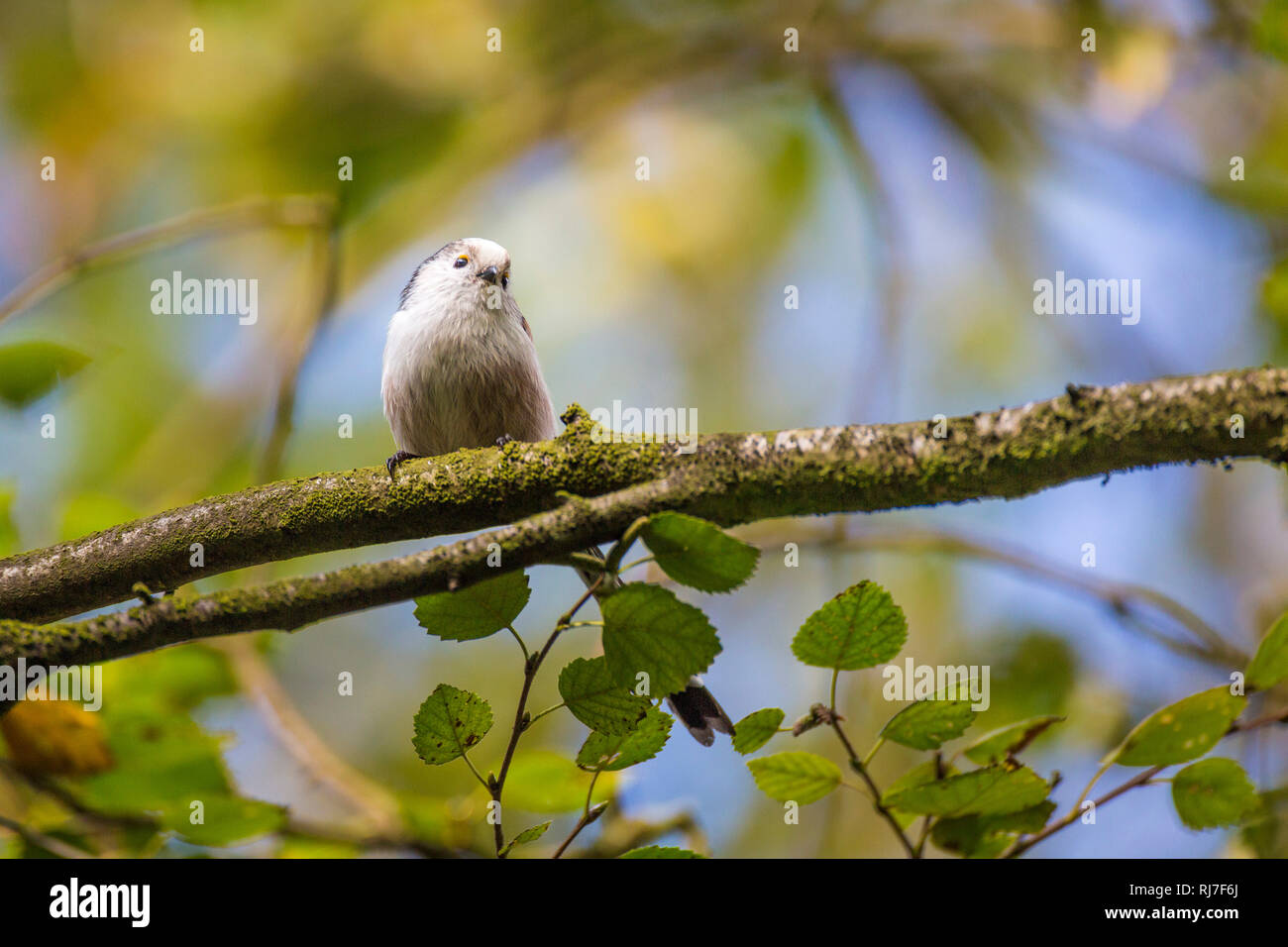 Schwanzmeise, Aegithalos caudatus Stockfoto