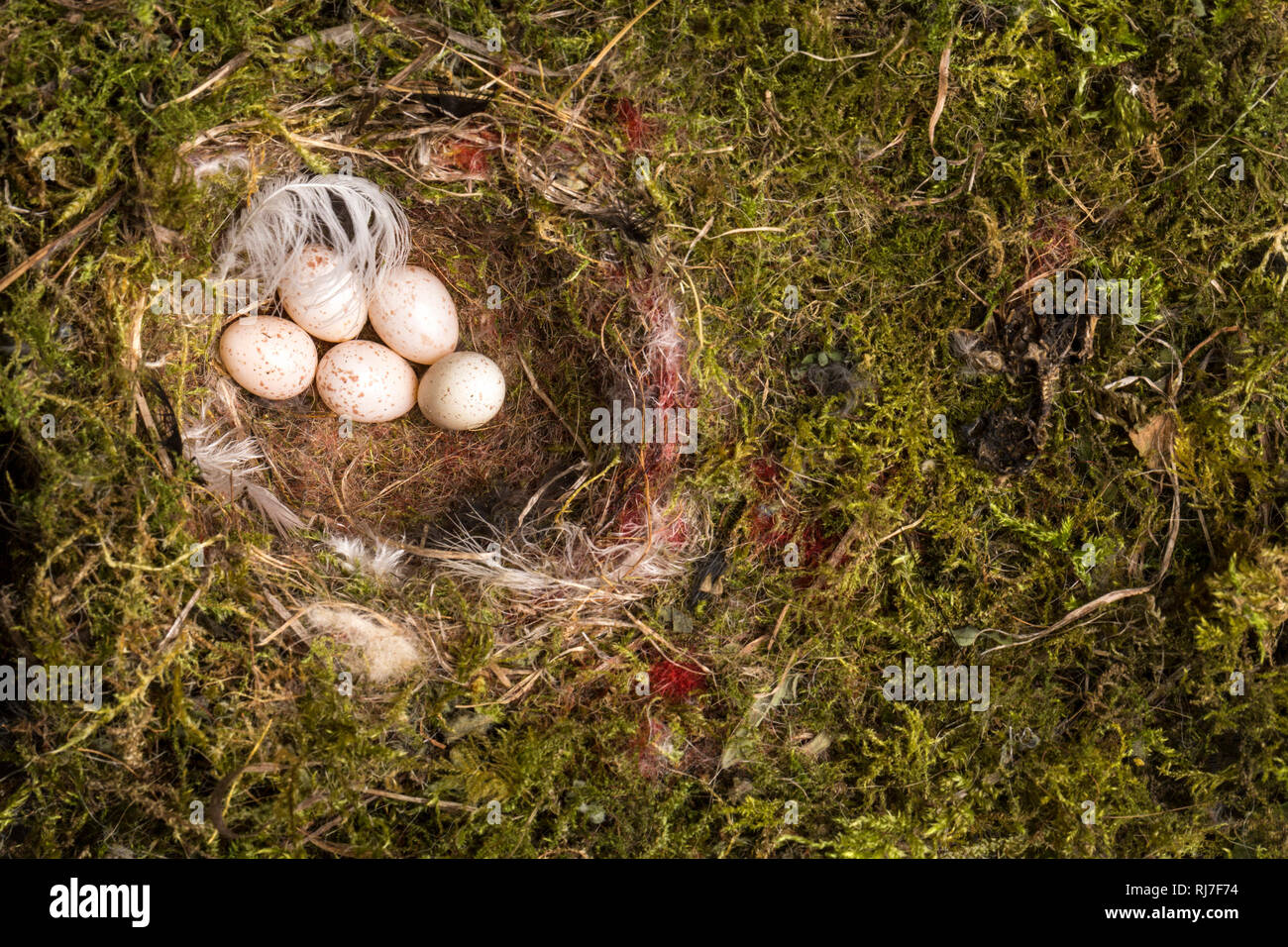Vogelnest, Eier, Moos Stockfoto
