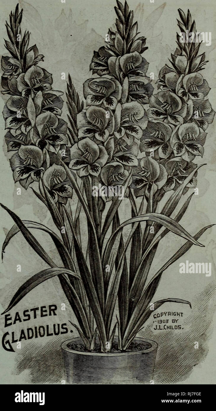 . Childs' seltene Blumen, Gemüse, &Amp; Früchte. Verkaufskataloge Samen; Baumschulen (Gartenbau) Kataloge; Samen; Blumen Kataloge Kataloge Kataloge; Gemüse; Obstbäume Kataloge; John Lewis Childs (Firma); kommerzielle Kataloge; Baumschulen (Gartenbau); Samen; Blumen; Gemüse; Obstbäume. Feder KATALOG DER SAMEN, KNOLLEN UND PFLANZEN FÜR 1904. 79 MahdiâLarge, tief, rötlich-schwarz. Madame LesebleâPure weiß; große rose Fleck. MultifloraâWhite, getönte Flieder und geflammt rosig. MazeppaâFine orange. Gute perfekte Blume. Herr BainsâA Farbe, eine klare, Licht rot; selbst Farbe. Herr KRELAC Stockfoto