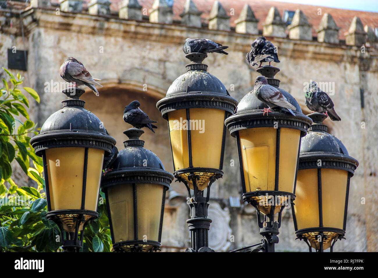 Große Antillen, Karibik, Dominikanische Republik, Santo Domingo, Altstadt, Tauben in Lampen vor historischem Gebäude Stockfoto