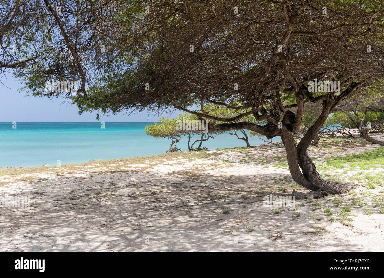 Divi Divi Bäume Eagle Beach, Aruba, Karibik. Stockfoto
