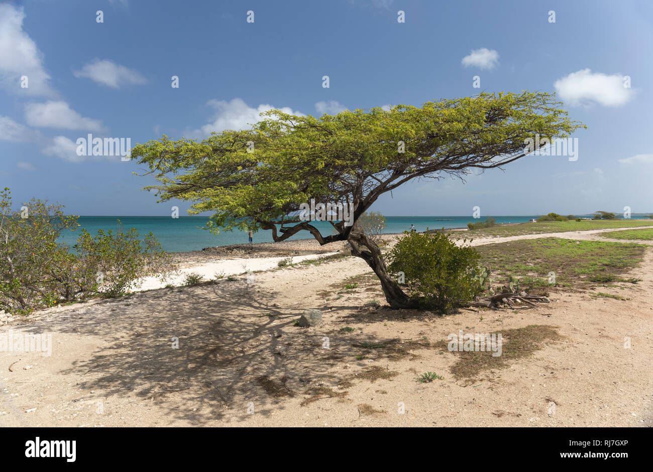 Divi Divi Tree Eagle Beach, Aruba, Karibische Insel Stockfoto