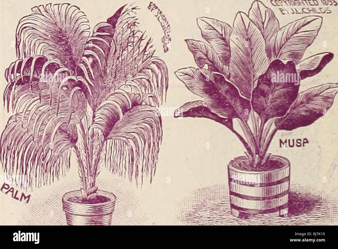 . Childs' seltene Blumen, Gemüse, &Amp; Früchte. Verkaufskataloge Samen; Baumschulen (Gartenbau) Kataloge; Samen; Blumen Kataloge Kataloge Kataloge; Gemüse; Obstbäume Kataloge; John Lewis Childs (Firma); kommerzielle Kataloge; Baumschulen (Gartenbau); Samen; Blumen; Gemüse; Obstbäume. Fuchsia. Schöne Topfpflanzen, whicli Bloom profnsely zu allen Zeiten. Wächst leicht aus Samen, und viele schöne neue Art. Gemischte Hybrids-Finest â â¢&- lt;! Im-in Lust mit dem Namen sortiert. ..10 & Amp; 30 Cocciner â 1, 'ivi ly Scarlet: Blüten in großer Fülle..! i&amp; 10 Procumbens-Lovely hängenden Weinstock, fein für Ba Stockfoto