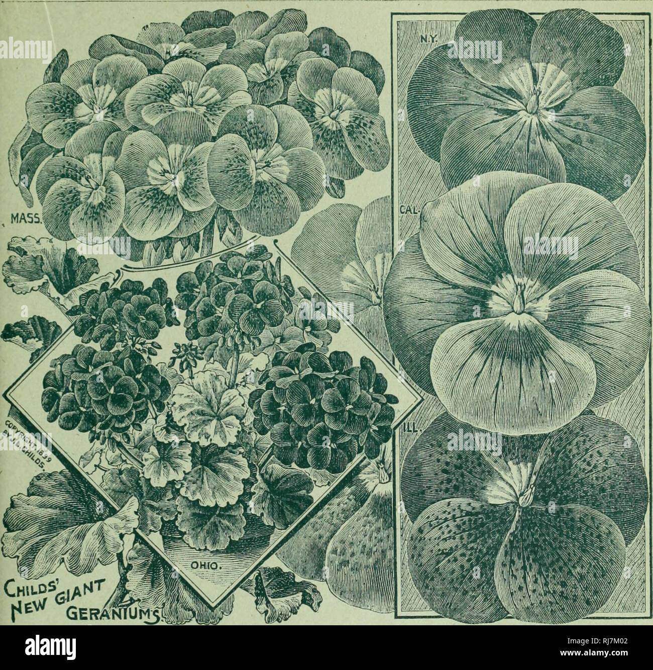 . Childs' seltene Blumen, Gemüse und Obst, 1900: 25-jähriges Bestehen. Verkaufskataloge Samen; Baumschulen (Gartenbau) Kataloge; Samen; Blumen Kataloge Kataloge Kataloge; Gemüse; Obstbäume Kataloge; John Lewis Childs (Firma); kommerzielle Kataloge; Baumschulen (Gartenbau); Samen; Blumen; Gemüse; Obstbäume. Feder KATALOG DER SAMEN, KNOLLEN UND PFLANZEN FÜR 1900. 29. Gilden' G^a^t Fl°^ tätseinbußen Perfektion Ge^31^11*8' Diese Geranien sind in Ihrer ivay bemerkenswerte Neuheiten, für Sie zeigen Bedrohung Verbesserung gegenüber möglichen zuvor eingeführt, Gewohnheit, Stärke, Größe und Qualität der Blüte Stockfoto