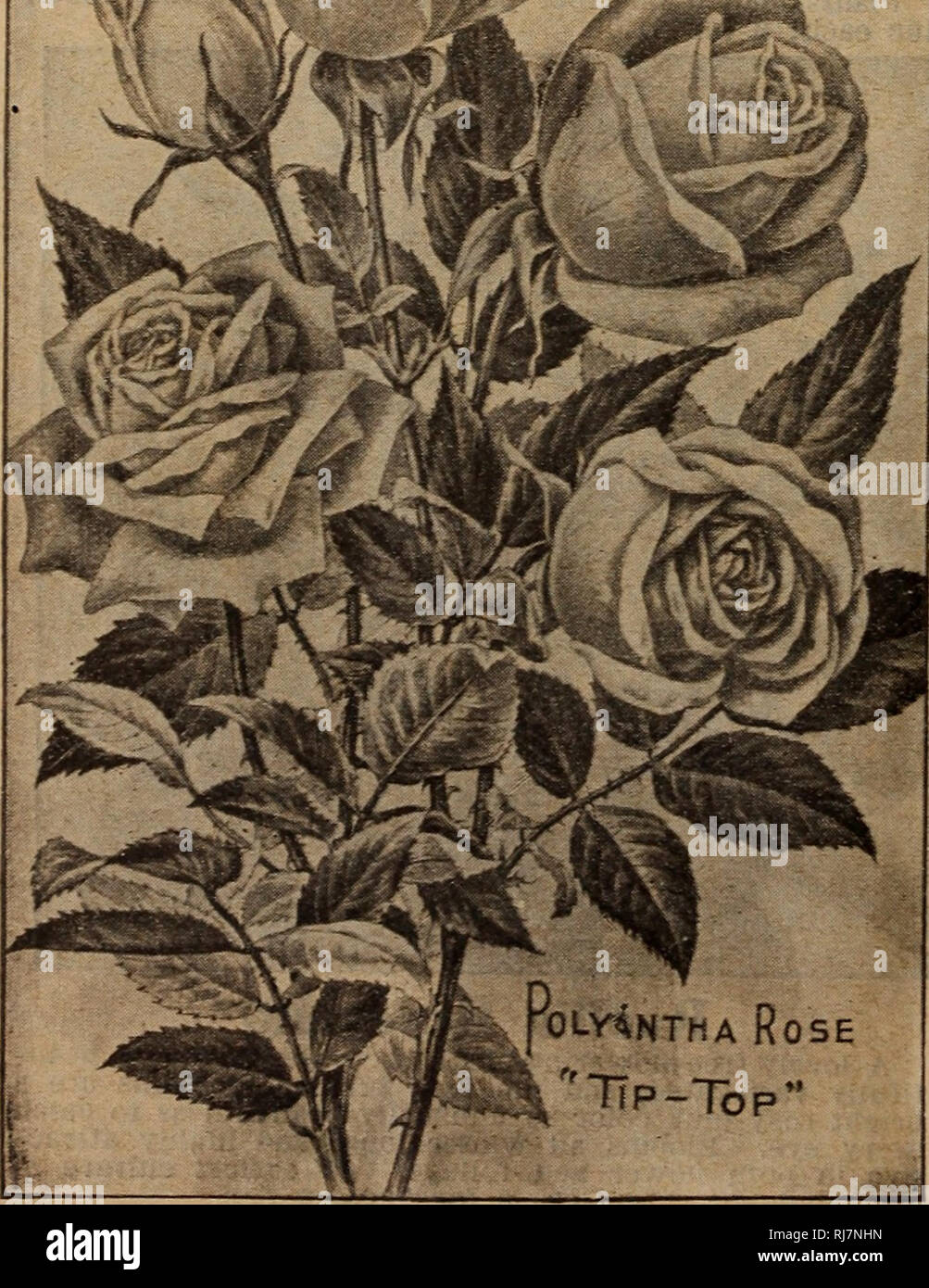 . Childs' fallen Katalog von "Birnen, die Blüte" Pflanzen, Sträucher, Obst, etc.. Verkaufskataloge Samen; Baumschulen (Gartenbau) Kataloge; Gemüse Samen Kataloge, Leuchtmittel (Pflanzen); Samen Samen Kataloge Kataloge Kataloge; Blumen; Obst Kataloge; John Lewis Childs (Firma); kommerzielle Kataloge; Baumschulen (Gartenbau); Gemüse; Lampen (Pflanzen); Samen; Blumen; Obst. WINTER COPYRIGHT. 1699 von J. LCHILD^. Neuen Rose Tip-Top (Babypuppe) Dieses entzückende kleine "Sweetheart" Rose ist die immer blühende Pflanze der Cecil Brunner Klasse zur Wahl eor-ag-es und für feine, zierliche Florale arbeiten. Die c Stockfoto