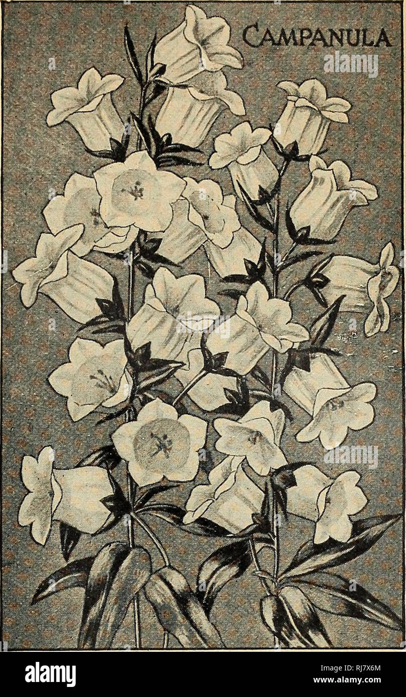 . Childs' 1925: 50-jähriges Jubiläum. Verkaufskataloge Samen; Baumschulen (Gartenbau) Kataloge; Samen; Blumen Kataloge Kataloge Kataloge ; Obst ; Gemüse Kataloge; John Lewis Childs (Firma); kommerzielle Kataloge; Baumschulen (Gartenbau); Samen; Blumen; Gemüse; Früchte. Kräftige Long Island Seeds Campanula (Bellfhwers) Siehe) Illus-.) Dieses nützliche und attraktive Gruppe der Grenze Pflanzen, mit seinen glockenförmigen Blüten, die von blau zu weiß, umfasst sowohl Einzel- und Doppelzimmer, die beide Biennale und ewigen Formen. Alle sind wunderschön und die Bevölkerung Sie larity Für ge genossen haben, rechtfertigen. Stockfoto