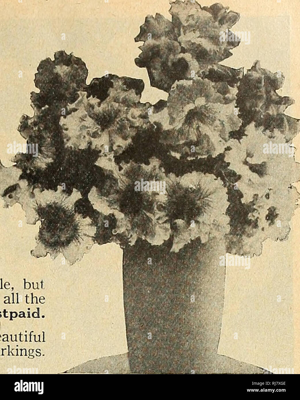 . Childs' 1924. Verkaufskataloge Samen; Baumschulen (Gartenbau) Kataloge; Samen; Blumen Kataloge Kataloge Kataloge ; Obst ; Gemüse Kataloge; John Lewis Childs (Firma); kommerzielle Kataloge; Baumschulen (Gartenbau); Samen; Blumen; Gemüse; Früchte. Petunien zarte Stauden (wie Jahrbücher in den Norden behandelt) unübertroffenen für massing in Betten, vor allem entlang der Wege und Laufwerke. Gut für Balkonkästen und ausgezeichnete winter Zimmerpflanzen ob ab Sommer angehoben, Topf - Aussaat Saatgut oder aus dem Garten gehoben, zurück geschnitten und Topfpflanzen kurz vor Kälte. Während junge Pflanzen möchten Sie Wärme, Sonne - Licht Stockfoto