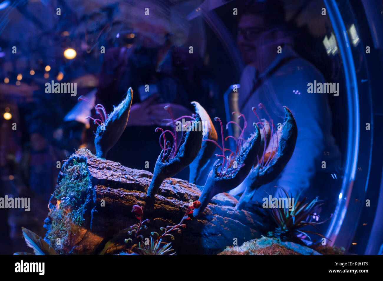 Budapest. 5. Februar, 2019. Besucher genießen die Erfahrung an Avatar Ausstellung in Budapest, Ungarn am Februar 5, 2019. Die Ausstellung läuft vom 2. bis zum 31. Mai, mit einer immersiven Erfahrung in der fiktiven Welt von Pandora, die im Film Avatar angezeigt wird. Credit: Attila Volgyi/Xinhua/Alamy leben Nachrichten Stockfoto