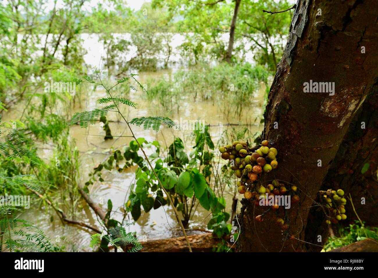 Die pralle Ross River überzufluten Vegetation, Townsville, Queensland, Australien. 5. Februar, 2019. Hochwasser weiter zu verschlechtern, während die Sintflut fortgesetzt und mehr Wasser aus dem prallen Ross River dam freigegeben das Scheitern der Staumauer zu verhindern. Bewohner beurteilen die Folgen der Zerstörung, während die Armee und andere Notdienste die Straßen patrouillieren Credit: P&F Fotografie/Alamy leben Nachrichten Stockfoto