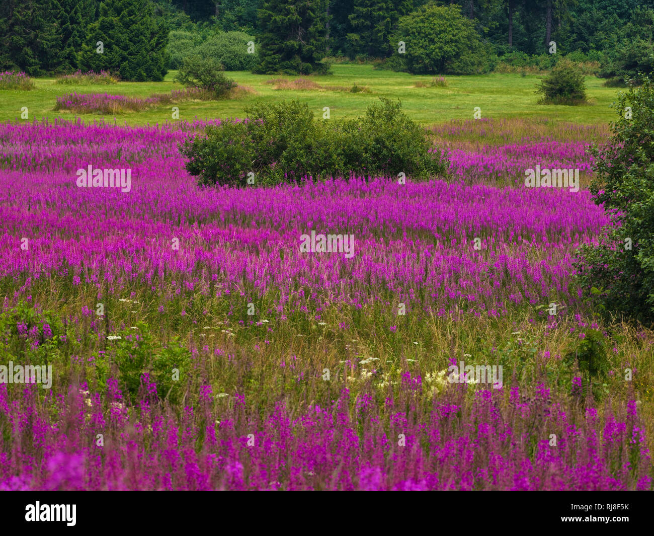 Deutschland, Bayern, Naturpark Bayrische Rhön, UNESCO-Biosphärenreservat und Naturschutzgebiet Lange Rhön, purpurrote Blütenstände des Weidenröschens (Fe Stockfoto