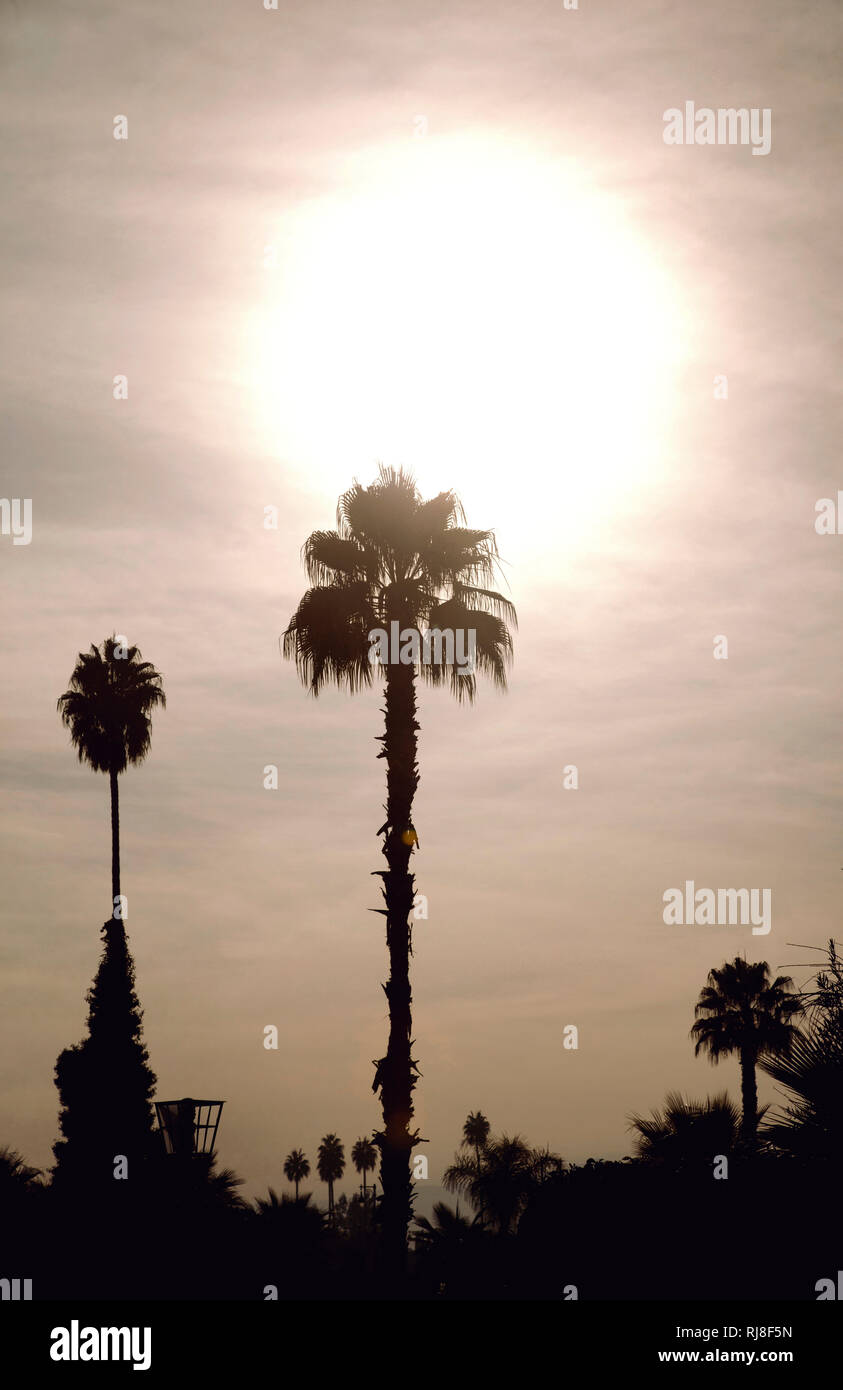 Palmen, Sonnenuntergang, Sonnenaufgang, Marokko Stockfoto