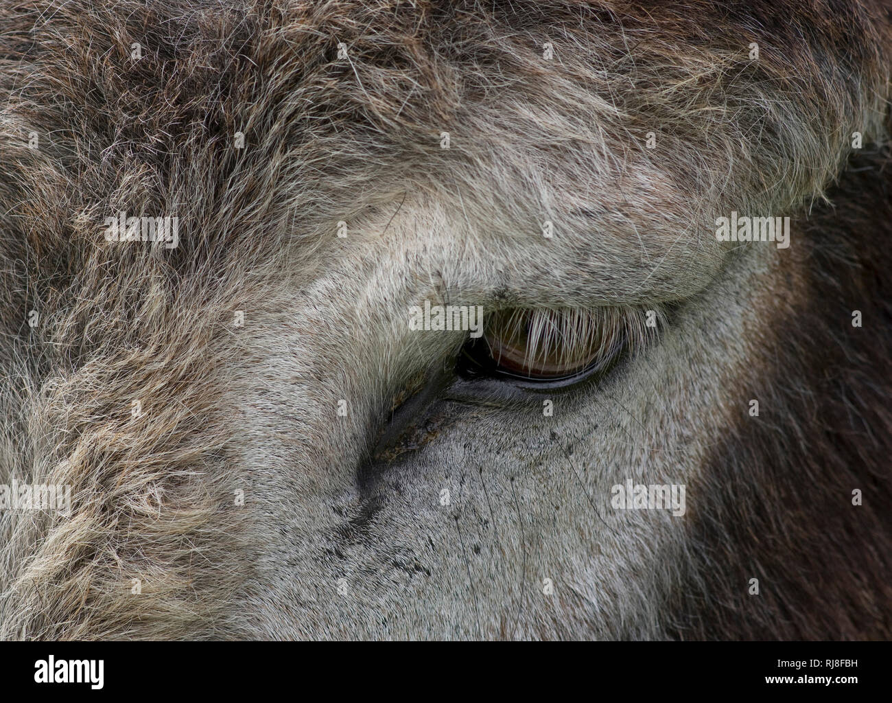 Esel (Equus asinus asinus), Auge, Nahaufnahme, Stockfoto