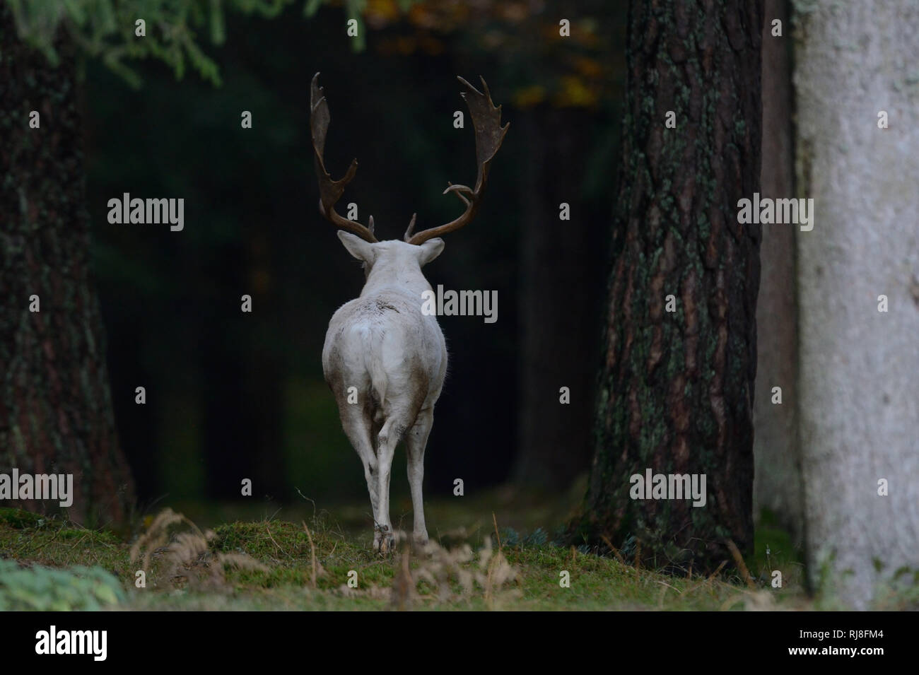 Damwild, weißer Damhirsch verschwindet im Wald, Rückansicht Stockfoto