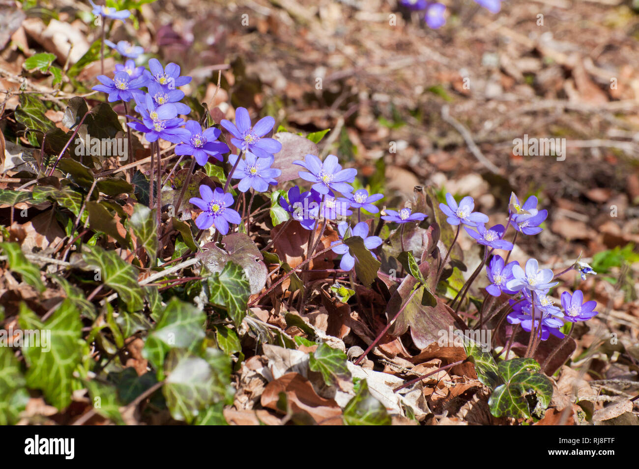 Blühende Leberblümchen im Frühling, Hapatica Nobilis Stockfoto