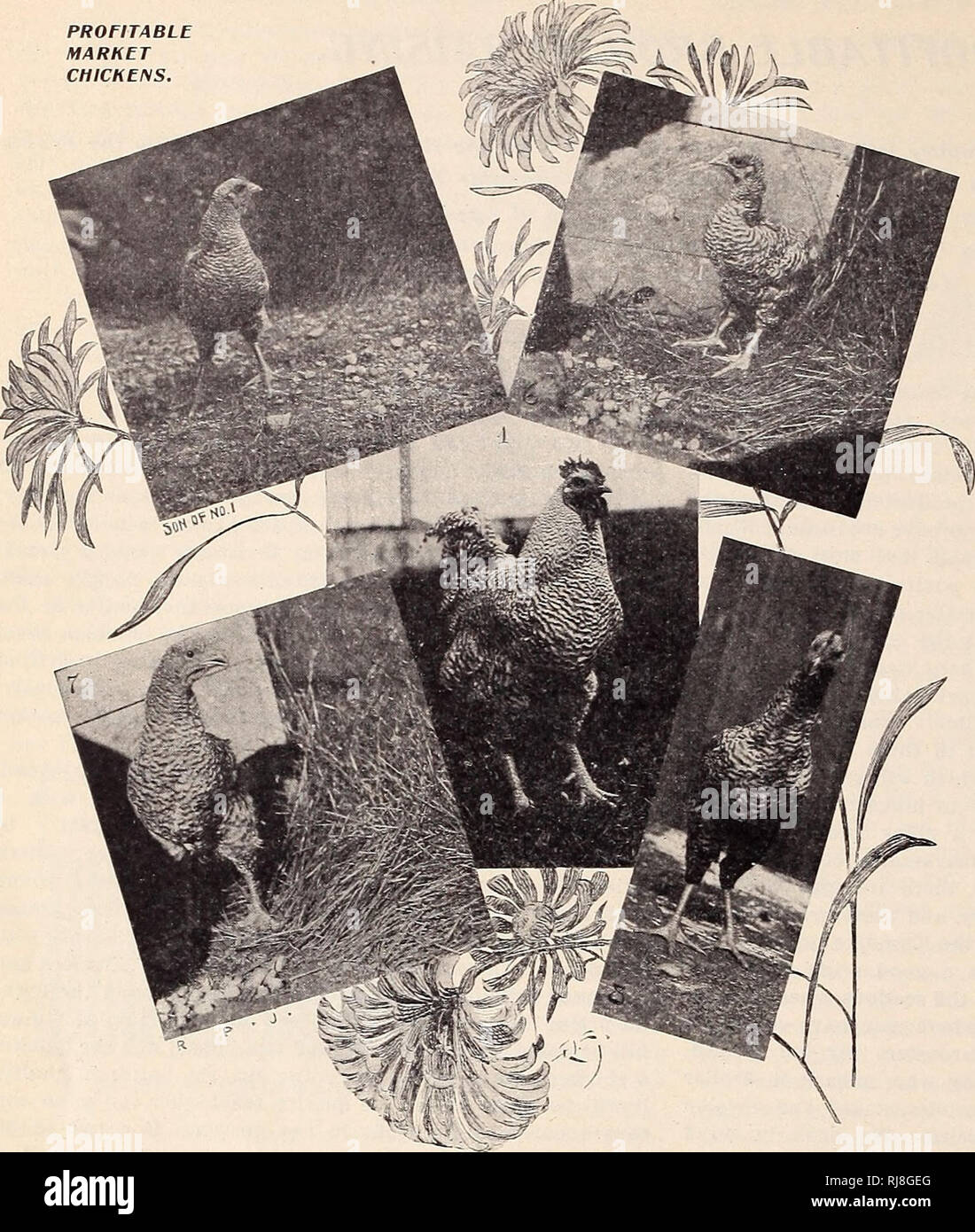 . Das Küken Buch, von der Zucht pen durch die Shell zu Reife: Enthält die Erfahrung des weltweit führenden poultrymen... Geflügel. 06 DAS KÜKEN BUCH profitablen Markt Hühner.. Abbildung verwiesen wird von Herrn Jäger. Herrn Twining Zahlen geben uns einen Anhaltspunkt zu gewinnen. Er sagt uns seine zwei Pfund Masthähnchen kostet ihn 25 Cents pro Stück, und teilt die Kosten wie folgt: Zwei Eier 5c Die 7c Essen 8c Entnahme 5 c Insgesamt 25 c Als er und sein Sohn hat alle Arbeiten, ist es offensichtlich, dass die sieben Cent für Arbeit wurde in seiner eigenen (und Sohn) Tasche stecken, und dass sie den vollen Preis für ihre l Stockfoto