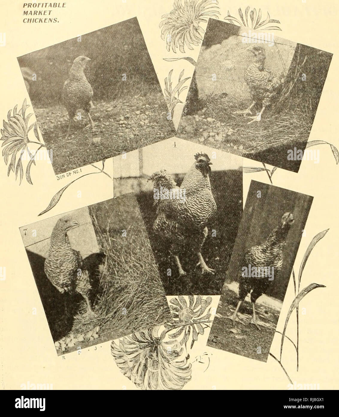 . Das Küken Buch. Geflügel. G (; THK KÜKEN BUCH PROFITABLE MARHET KÜKEN E^ S.. Abbildung wird von Herrn Jäger bezeichnet. Herrn Twining Zahlen geben uns einen Anhaltspunkt zu gewinnen. Er ganzs uns liis zwei Pfund Masthähnchen und -kosten liim twc-aty - fünf Cent pro Stück, und teilt tlie Kosten wie folgt: Zwei Eier 5c Die 7c Essen 8c Entnahme 5 c Insgesamt 25 c Als er und sein Sohn hat alle Arbeiten, ist es offensichtlich, dass Ilie sieben Cent für Arbeit in seine eigenen gesetzt wurde (und?) auf der Taschen, und dass sie den vollen Preis für ihre Arbeit im Ad-A usgabe auf die Gewinne zurück", "er Zahlen geben uns zwölf und einem halben Cent pro Pfund als t Stockfoto