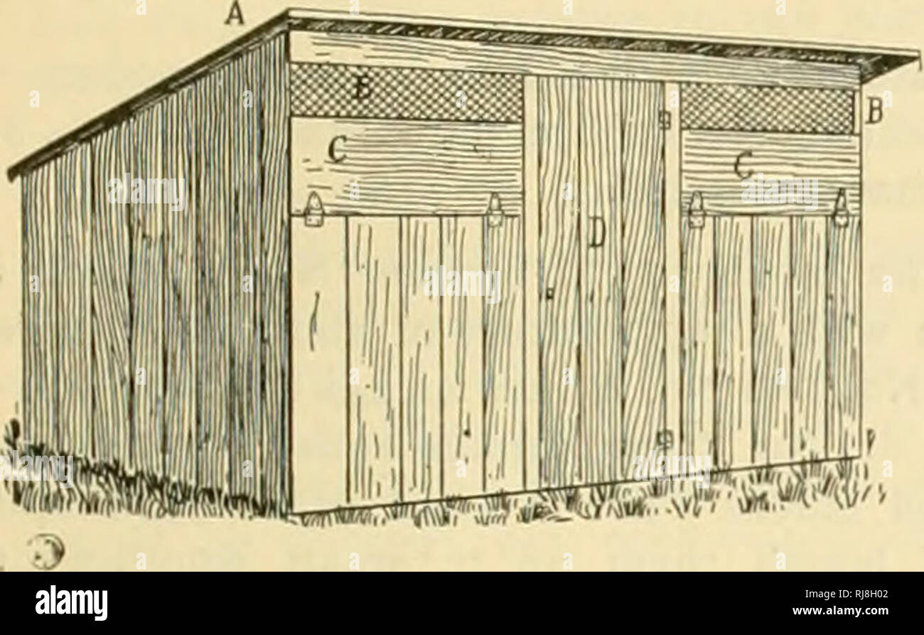 . Das Küken Buch. Geflügel. Das KÜKEN BUCH65 ist ein Drahtgitter Tür vor, damit genügend Luft zu geben, auch Ungeziefer - Nachweis in der Nacht. Wie für unsere Art der Fütterung, wc geben Mais Boden sehr grob, so dass die Küken haben etwas zu holen. Bach morgen Wir nehmen, was Maismehl wollen wir für einen Tag und befeuchten Sie es mit Milch, die dem Siedepunkt erhitzt worden ist, wobei Sie sorgfältig darauf achten, gründlich mischen, so dass alle die Mahlzeit wird gebrüht und verhindert so die Gefahr der Darm Probleme. Wir füttern dreimal täglich genau das, was Sie reinigen Sie jedes Mal essen. Wenn Sie etwa drei Monate alt wir weglassen der Adr Stockfoto