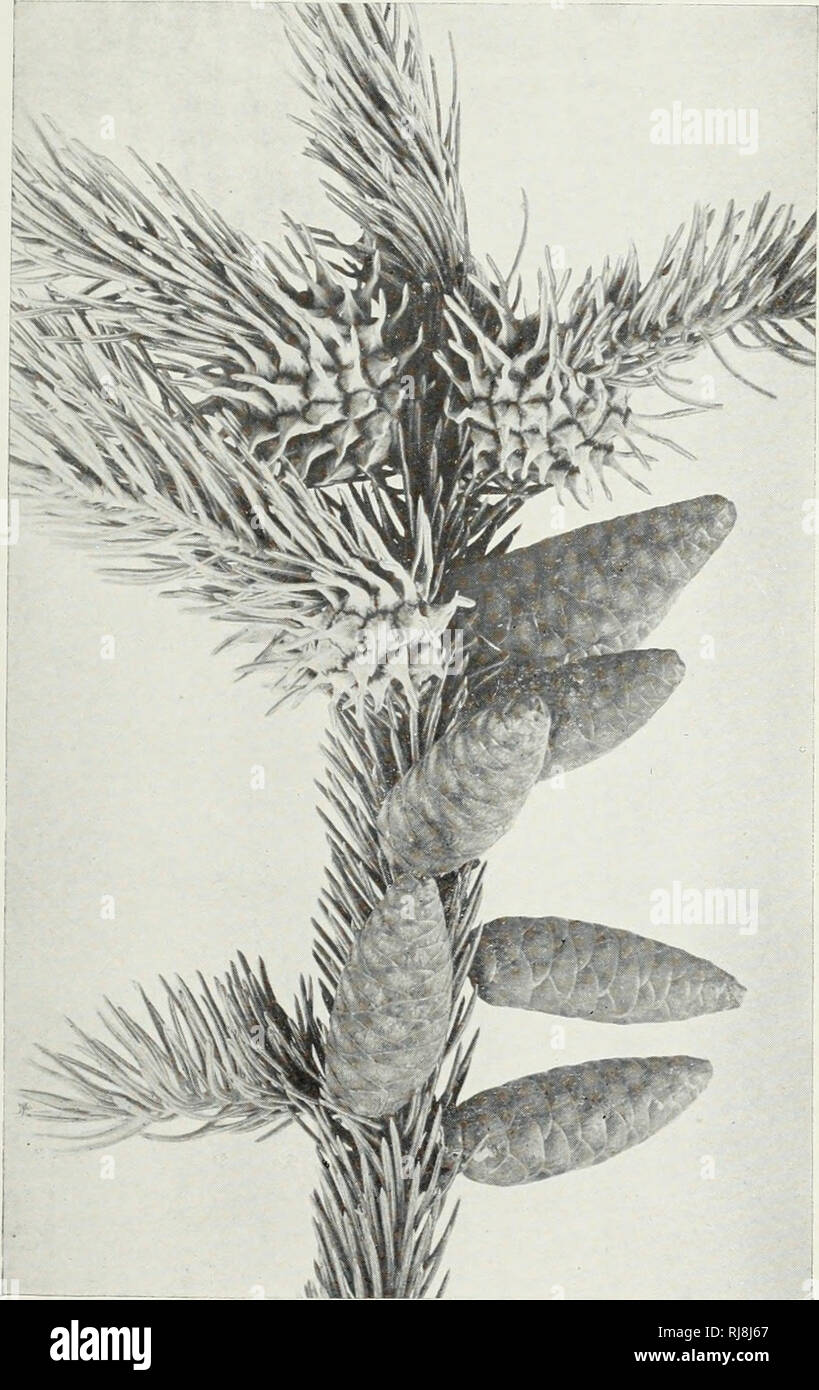 . Chermes von Maine Nadelbäume. 100 M28S. Abb. 137. C/icniics ahic/ist Linn. Galle auf weißem Fichtenholz. Bitte beachten Sie, dass diese Bilder sind von der gescannten Seite Bilder, die digital für die Lesbarkeit verbessert haben mögen - Färbung und Aussehen dieser Abbildungen können nicht perfekt dem Original ähneln. extrahiert. Patch, Edith M. (Edith Marion), 1876 -. Orono: Maine landwirtschaftliche Experiment Station Stockfoto