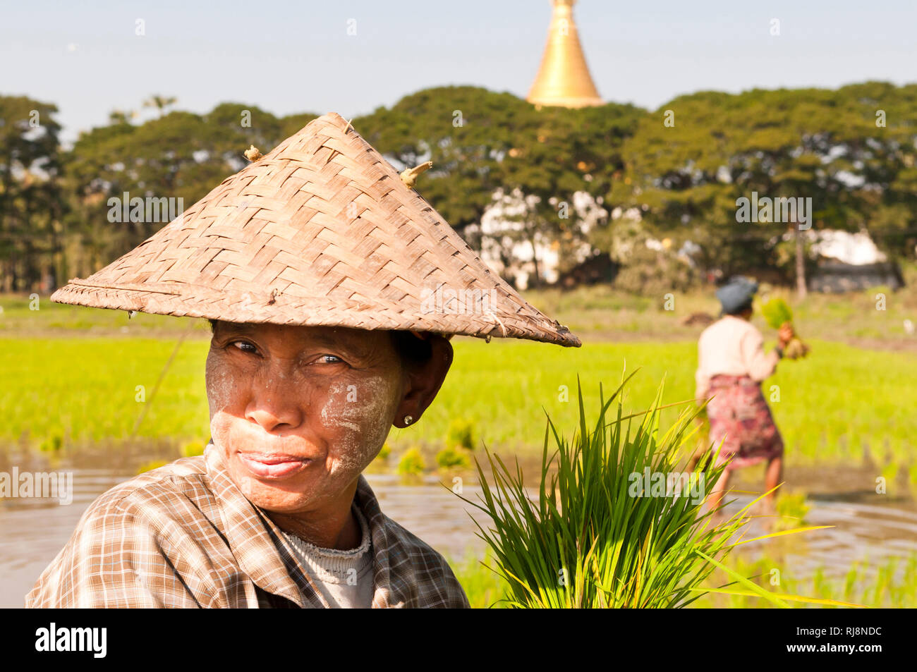 Bäuerinnen im Reisfeld bei der Arbeit mit Stupa im Hintergrund Stockfoto