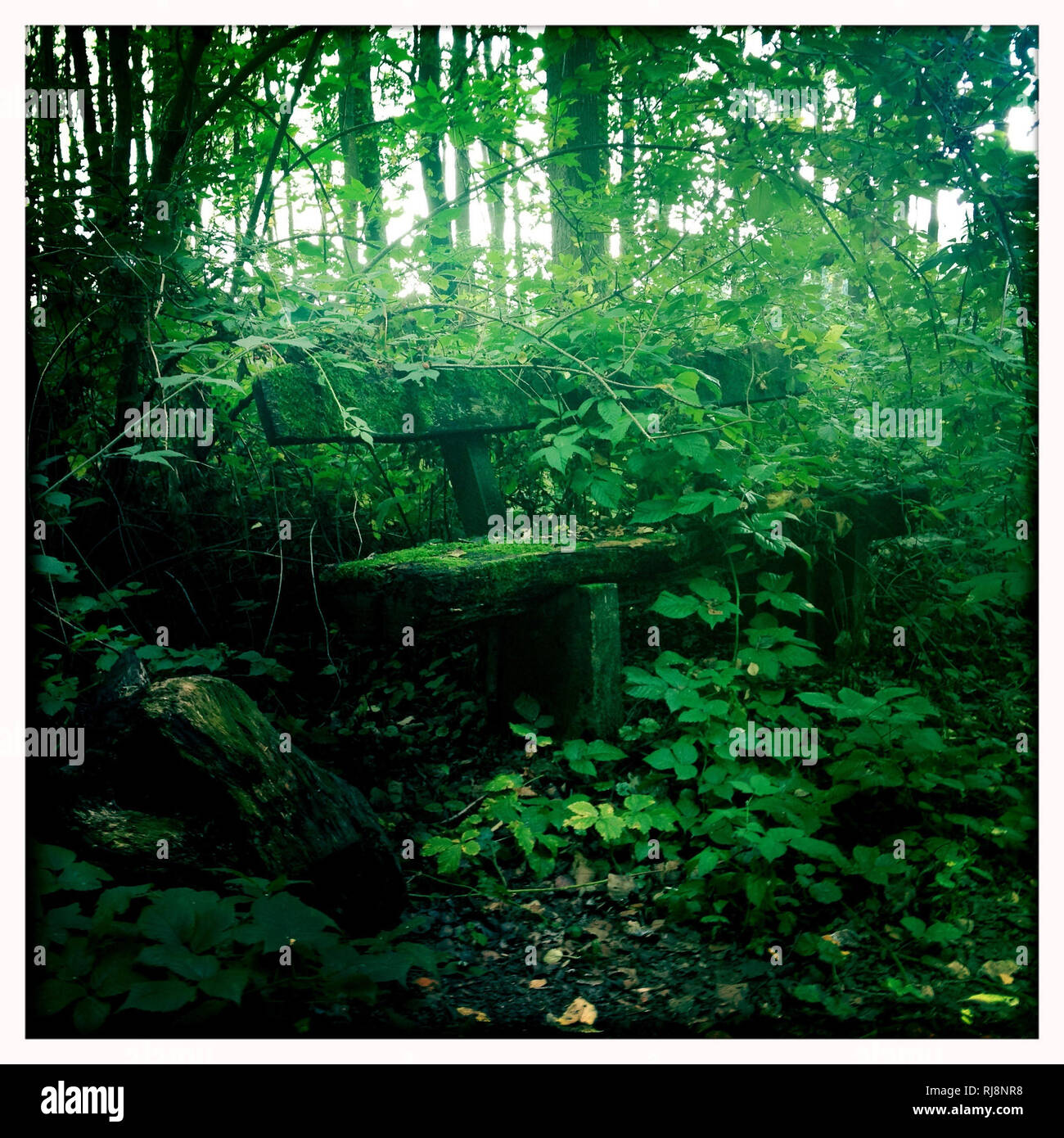 Alte Holzbank im Wald, verwittert, verwildert, überwuchert Stockfoto