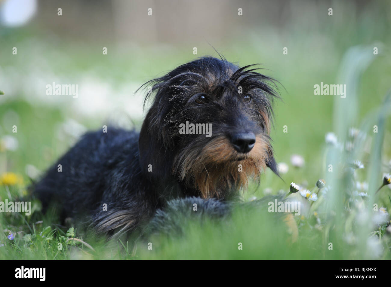 Rauhaardackel Balatonfüred im Garten Stockfoto