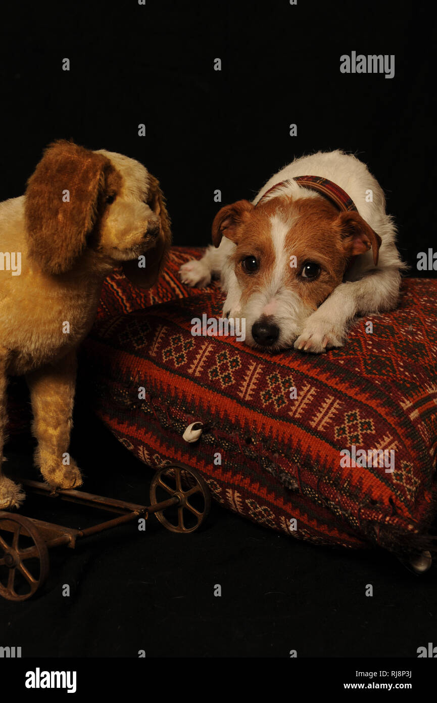 Jack Russel Terrier Balatonfüred neben Stoffhund auf einem Kissen Stockfoto