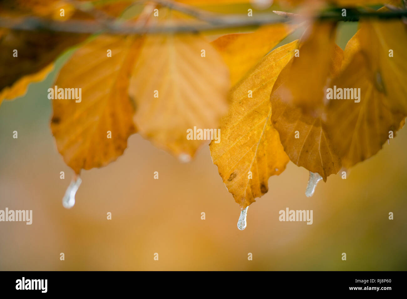 Herbstliche Buchenblätter mit Eiszapfen, Close-up Stockfoto