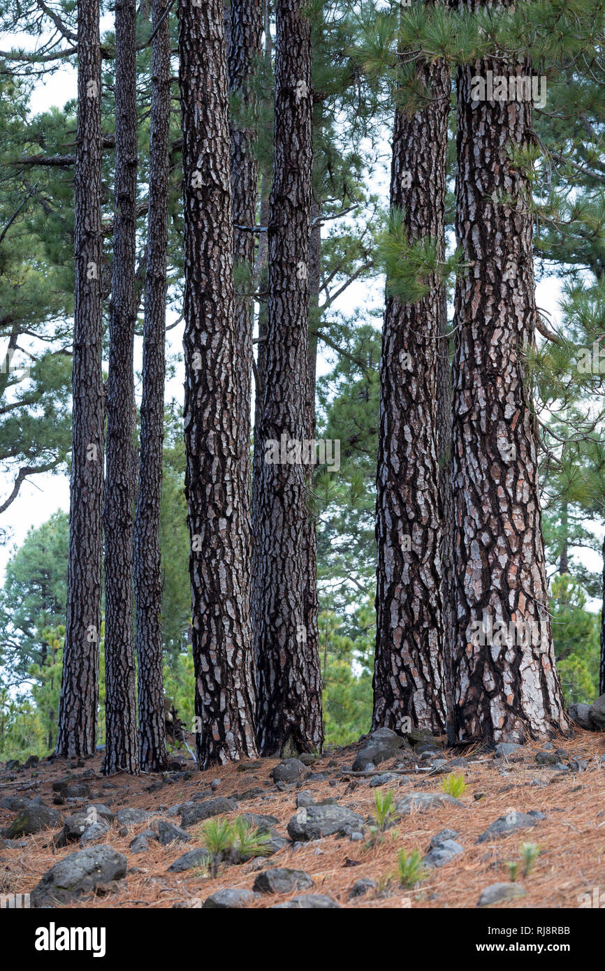 Kanarische Kiefer (Pinus canariensis), La Palma, Kanarische Inseln, Spanien Stockfoto