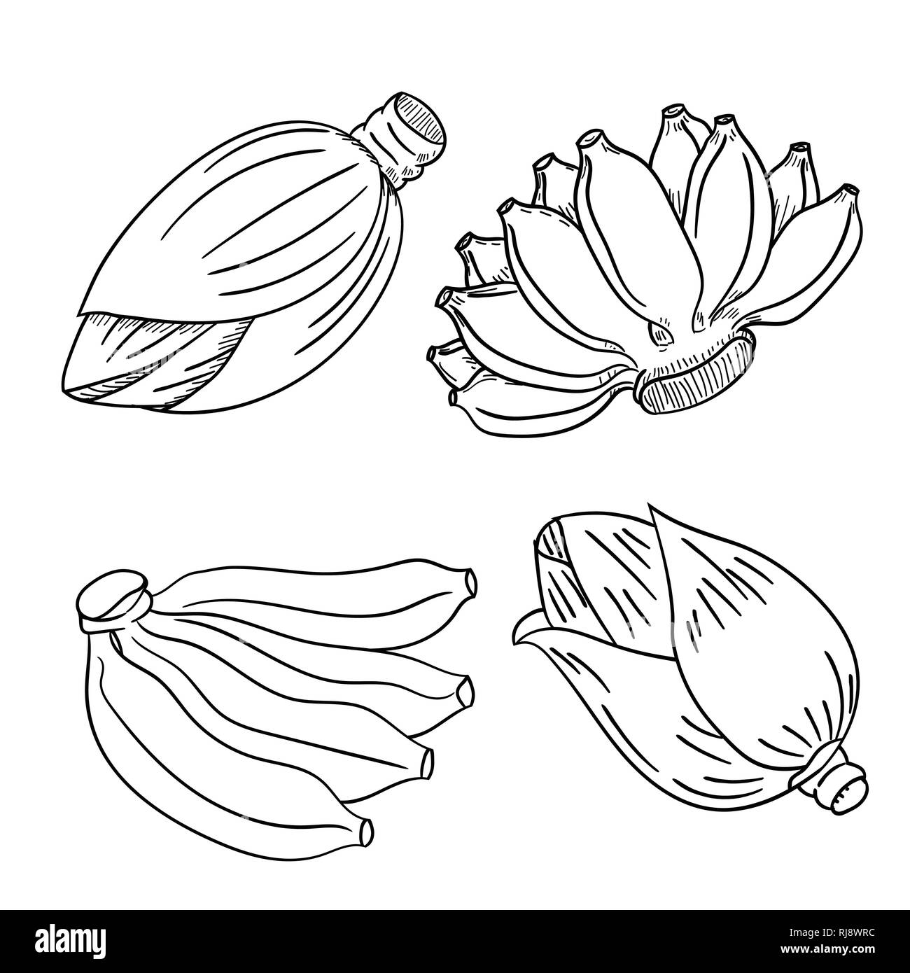 Satz von Banane Obst und Bananen Blüte Hand gezeichneten Stil, Malbuch, Bildung und Fuß Konzepte - Vector Illustration Stock Vektor