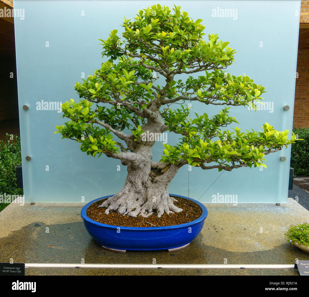 Bonsai Baum etwa 60 - 70 Jahre alt Stockfotografie - Alamy