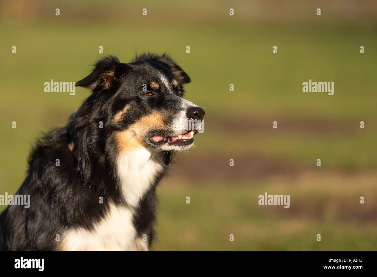 Border Collie dog portrait. Stolz Hund ist vor grünem Hintergrund sitzen Stockfoto