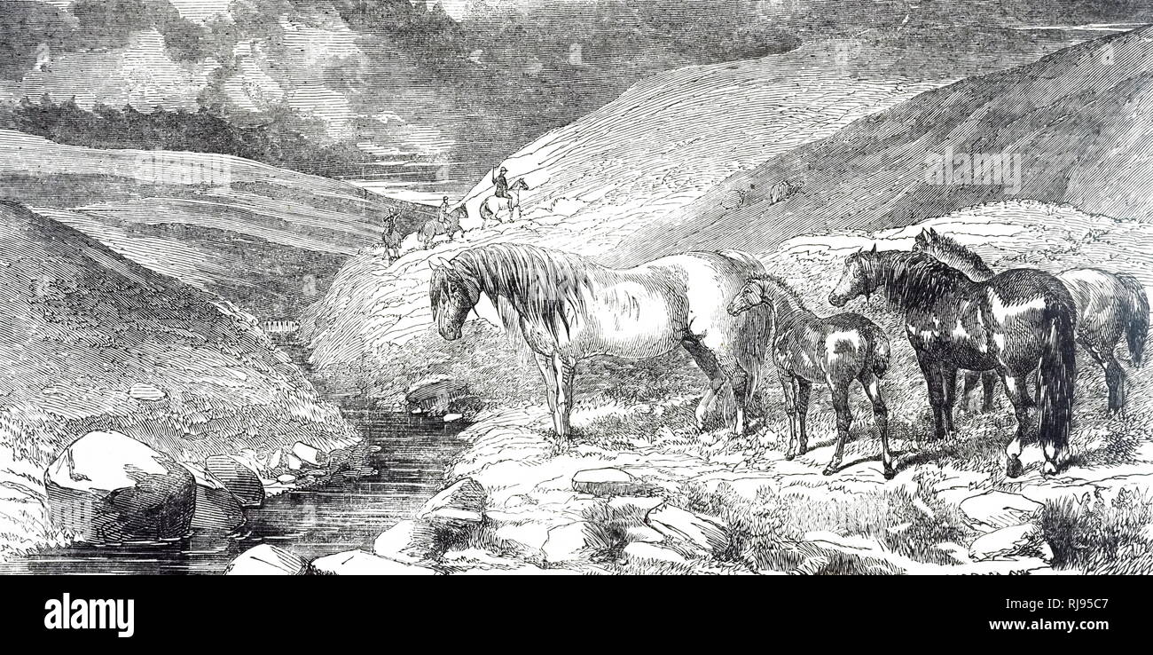 Eine Gravur, die Exmoor Ponys Trinkwasser aus einem Stream. Eine Exmoor pony ist ein Pferd Rasse native zu den Britischen Inseln. Vom 19. Jahrhundert Stockfoto