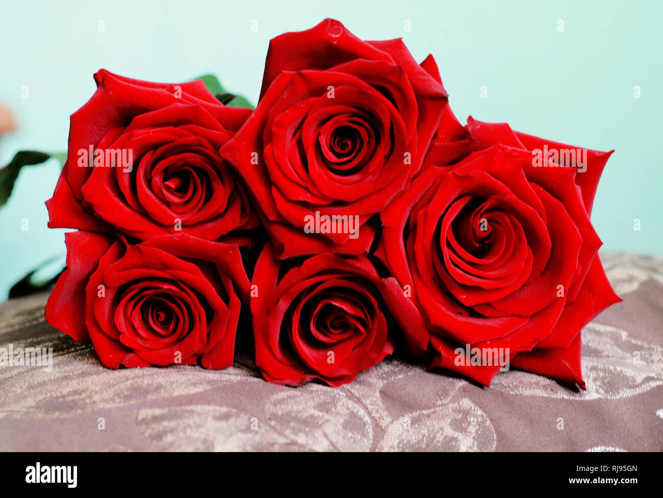 Schönen Haufen dunkle rote Rosen auf Kissen. Nähe zu sehen. Happy  Valentines Day, Hochzeit, Liebe, Geburtstag Kulisse für Grusskarten,  Wallpaper, Geschenk Stockfotografie - Alamy