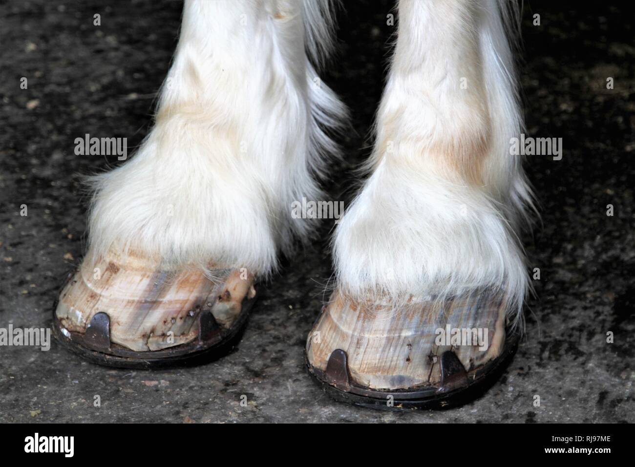 Hufe eines Pferdes Stockfoto