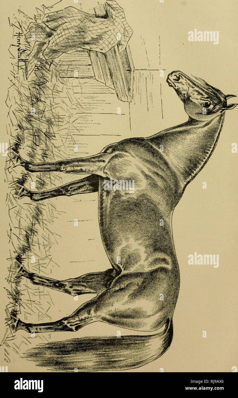 . Chester ist kompletter Trab und Pacing Datensatz: Enthält Zusammenfassungen aller Rassen trottete oder stimulierten in den Vereinigten Staaten oder Kanada, die von den frühesten stammt aus der Nähe von 1883. Pferde und Pferderennen, Horse Racing; Trabrennen. o o^I -,-!. Bitte beachten Sie, dass diese Bilder sind von der gescannten Seite Bilder, die digital für die Lesbarkeit verbessert haben mögen - Färbung und Aussehen dieser Abbildungen können nicht perfekt dem Original ähneln. extrahiert. Chester, Walter T. in New York: Der Compiler Stockfoto