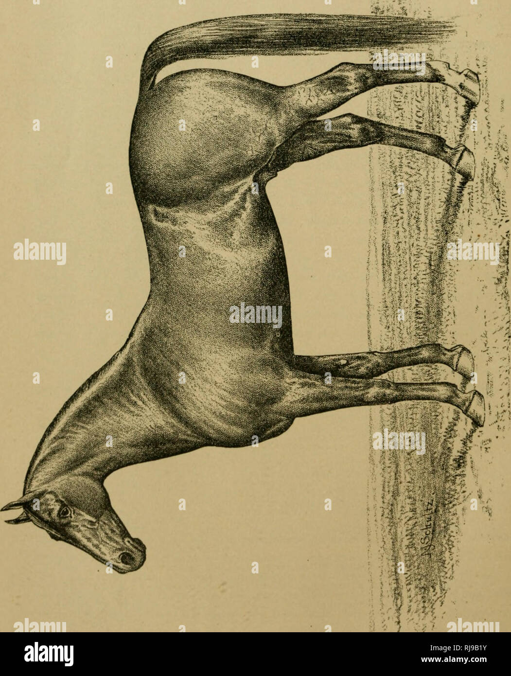 . Chester ist kompletter Trab und Pacing Datensatz: Enthält Zusammenfassungen aller Rassen trottete oder stimulierten in den Vereinigten Staaten oder Kanada, die von den frühesten stammt aus der Nähe von 1883. Pferde und Pferderennen, Horse Racing; Trabrennen. o. Bitte beachten Sie, dass diese Bilder sind von der gescannten Seite Bilder, die digital für die Lesbarkeit verbessert haben mögen - Färbung und Aussehen dieser Abbildungen können nicht perfekt dem Original ähneln. extrahiert. Chester, Walter T. in New York: Der Compiler Stockfoto