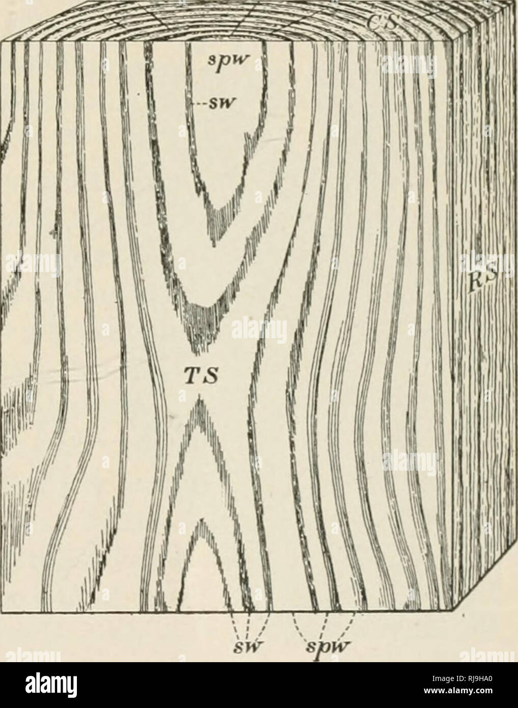 . Überprüfen Sie die Liste der Bäume des Waldes der Vereinigten Staaten: ihre Namen und Bereiche. Die Wälder und die Forstwirtschaft; Bäume. Jahresringe. 15 SPMNG UND SOMMER HOLZ. Prüfung der Ringe enger, es ist aufgefallen, dass jeder Ring besteht aus einem inneren, weicher, heller, und einem Äußeren, oder von Peripheriegeräten, lirmer und dunkler-farbigem Teil. In den Vordergrund gebildet i) Kunst des Meeres - Sohn, Llie innere, helle Teil bezeichnet ist der Frühling, Holz, den äußeren, dunklere Teil wird im Sommer Holz des Rings. Da letztere sehr schwer und fest ist, es bestimmt zu einem großen Teil auf das Gewicht und die Kraft des Holzes, und Stockfoto