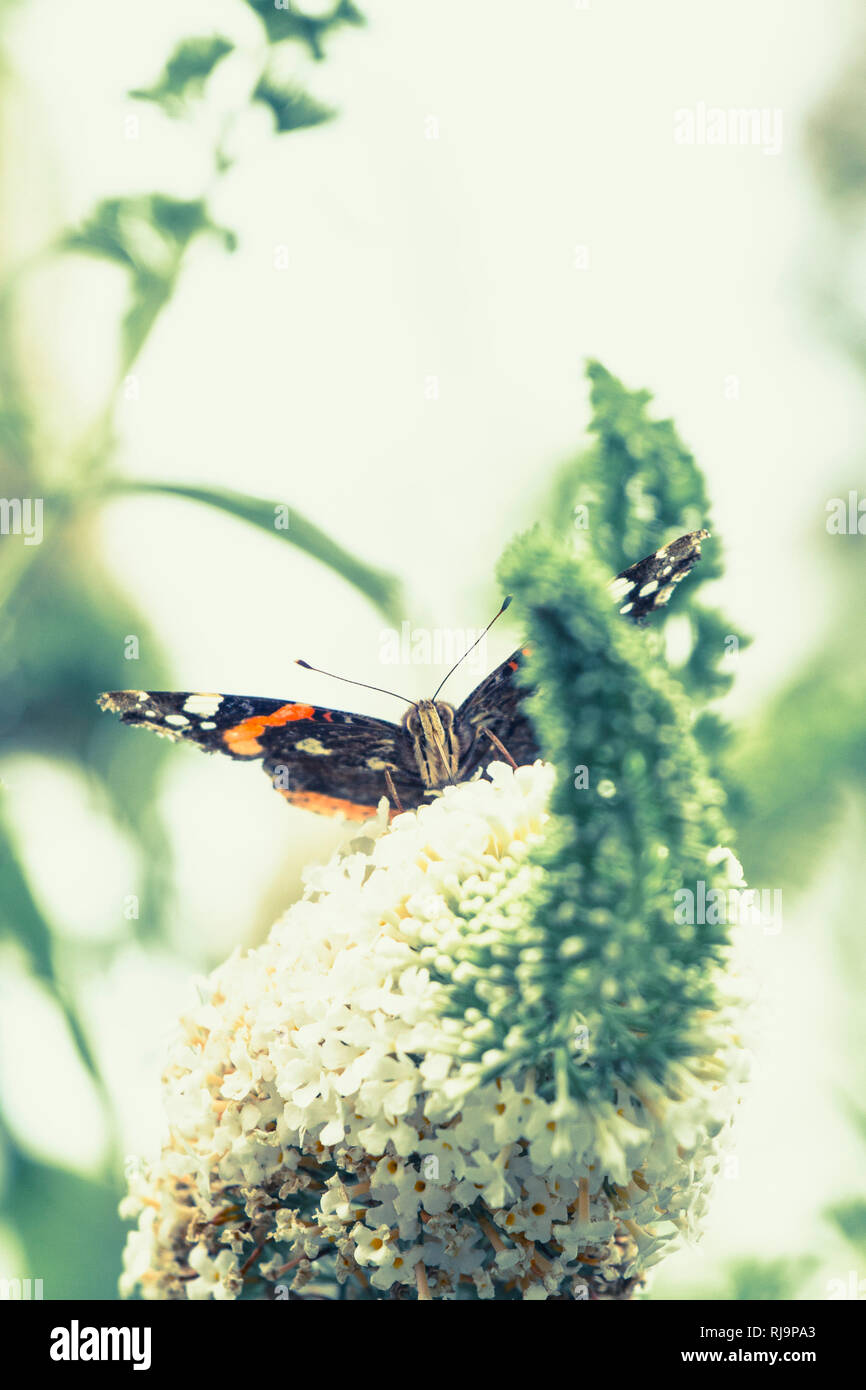 Schmetterling, Admiral in einer Blüte, frontal Stockfoto